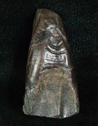 Large Triceratops Shed Tooth - #5689